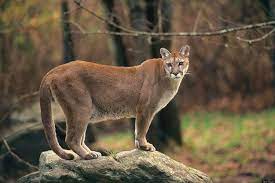 Which Feline Matches Your Zodiac Sign Mountain Lion Animals Wild Large Cats