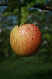 Please ring or send an email for a quotation. Buy Gala Apple Tree Online Crj Fruit Trees Nursery Uk