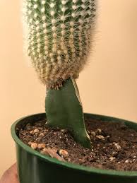 Cacti will rot if they have much amount of water. Grafted Cactus Gone Wrong Cactus