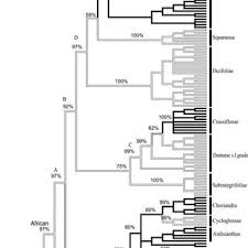Image result for Rinorea brachypetala