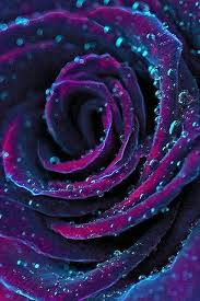 Pin By Katie Wandell On Photos Purple Roses Flowers Beautiful Flowers