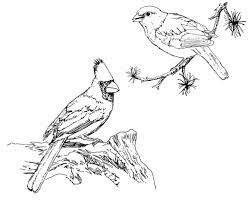 394x600 5 steps to better bird drawing drawing the motmot. Pin On Animals