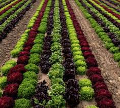 Profitable Cash Crops You Can Grow At Home Cash Crop Crop Farming Growing Vegetables