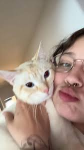 Lost cat in greenbrier mall area near the birches and hideway apartments