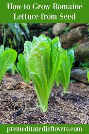 Leave some portion, so that later on it can grow. How To Grow Romaine Lettuce From Seeds Or Seedlings To Harvest