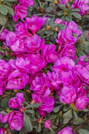 Happy Days Azalea Azalea Indica Happy Days Item 0475 Usda Zone 9 11 Spring Flowering Filtered Sun Needs Regular Water Azaleas Monrovia Plants Spring Flowers