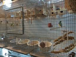 Thefinchery Net Our Aviary Cages Visit Our Online Store For All Of Your Birds Needs Bird Cages Aviary Birds