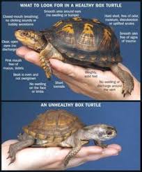 24 Best Mock Turtle Images Turtle Turtle Care Turtle Habitat