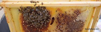 If she's there, then you can quickly step in to save the colony. How To Autopsy A Honey Bee Colony Beverly Bees