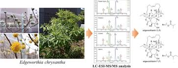 Image result for Gnidia chrysantha