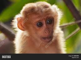 Check spelling or type a new query. Cute Monkey Image Photo Free Trial Bigstock