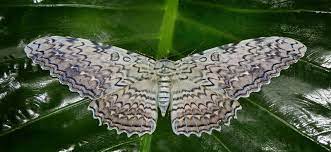 La Mariposa Nocturna Mas Grande Del Mundo Esta En Honduras Radiohouse