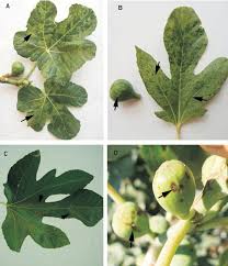 Check spelling or type a new query. Pdf Putative Agents Of Fig Mosaic Disease In Turkey Semantic Scholar