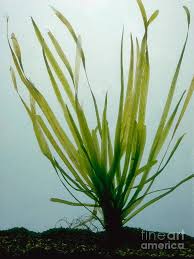 Image result for Vallisneria spiralis