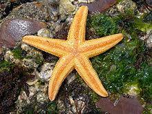 They could live nearly anywhere on new zealand's coast. Asterias Amurensis Wikiwand