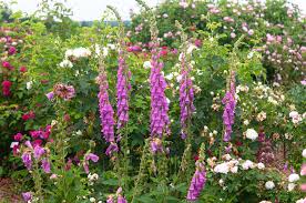 We did not find results for: Foxglove Plant Care Growing Guide