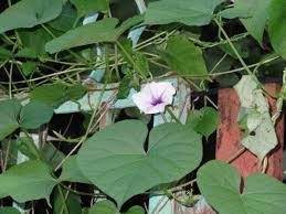 Image result for Ipomoea turbinata