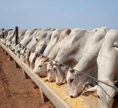 (é preciso dar) um freio brutal aos contágios, disse macron em. Novo Confinamento Em Mt Atendera Pecuaristas Num Raio De 400 Km No Norte Do Estado