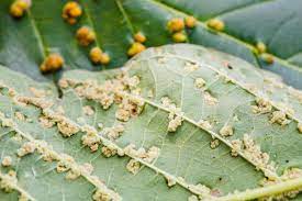 • a plant disease cannot develop if a. Plant Disease Symptoms Of Diseases Disorders In Plants Plant Disease Diagnosis