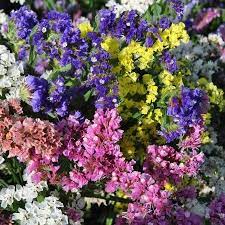 Statice Flower Garden Seeds Qis Series Color Mix 1000 Seeds Annual Flower Gardening Seed Limonium Sinuata Annual Flowers Garden Seeds Flower Garden