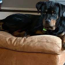 A rottweiler owner should be responsible and committed to the dog's care, training, and exercise. Adopt A Rottweiler Puppy Near Philadelphia Pa Get Your Pet