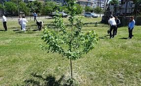 We did not find results for: Oradea Verde 250 De Arbori Diferiti Plantati In Oradea In 2 Zile