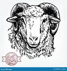 скот. голова овцы. векторный рисунок на белом фоне Иллюстрация вектора -  иллюстрации насчитывающей баранина, рожочок: 215894797