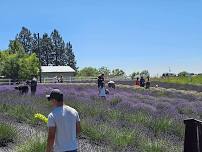 Lavender Festival 2026