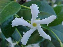 Star Jasmine Vine Google Images Star Jasmine Confederate Jasmine Star Jasmine Vine