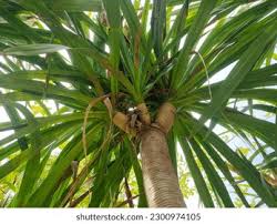 Image result for Dracaenaceae