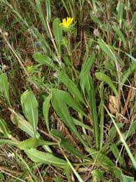 Image result for Platylepis glandulosa