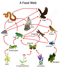 Although it looks complex, it is just several food chains joined. Food Chain And Food Web Definition Diagram And Examples Biologysir