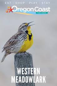 Birds Of Central Oregon Coast Birding Is A Year Round Activity On The Oregon Coast Which Is Known For Its Abundance Of Bird Watching Spots A Variety Of Bi Oregon Coast Bird Watching Coast