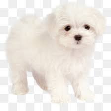 Hours may change under current circumstances Bichon Png Free Download French Bulldog