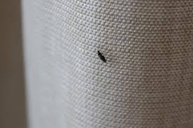 Erfahrungsgemäß meiden die meisten fliegen lavendel, pfefferminz und eukalyptus. Was Konnen Wir Gegen Die Vielen Kleinen Fliegen Machen Die Wir Plotzlich In Der Wohnung Haben Tiere Deutschland Biologie