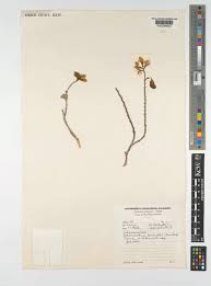 Image result for Adenolobus pechuelii