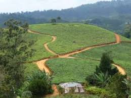 Image result for Dialium holtzii