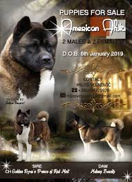 American akita training / dominance training, potty training! Puppies For Sale American Akita Jelena Dogshows