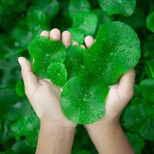 Image result for Centella asiatica