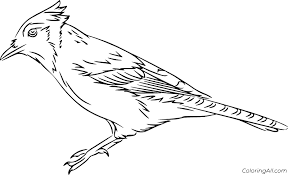 The blue jay is native to north america, primarily east of the u.s. Easy Realistic Blue Jay Coloring Page Coloringall