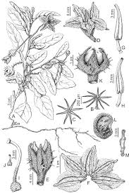 Bug exterminators in raleigh, garner, holly springs & cary. A Revision Of The Solanum Elaeagnifolium Clade Elaeagnifolium Clade Subgenus Leptostemonum Solanaceae