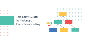 What Is A Dichotomous Key Step By Step Guide With Editable