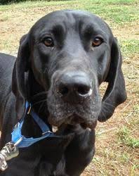 Great danes are amazingly gentle and respectful dogs as puppies and throughout adulthood. 9 Best A Buddy For Blue Images Adoption Dogs Moody Blues