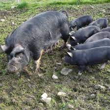 36 Best Berkshire Pigs Ideas Berkshire Pigs Berkshire Pig