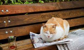 Dışarıdan bulacağınız çimler onların kusmasına neden olacaktır. Ev Kedisi Sokakta Yasayabilir Mi Kedimi Sokaga Biraktim Suzionline