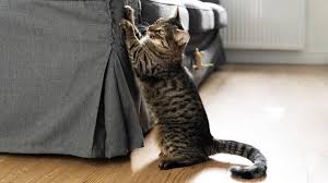 Stop Cats From Scratching The Furniture