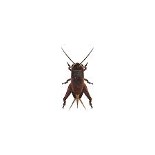 Crickets are passive insects which spawn in the plains, forest, savannah, and jungle biomes. Cricket Animal Crossing Wiki Nookipedia