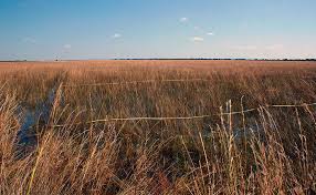 Image result for Magnistipula sapinii