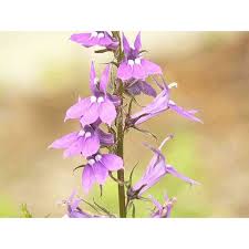 Image result for Lobelia lobata