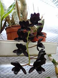 Image result for Triceratorhynchus viridiflorus